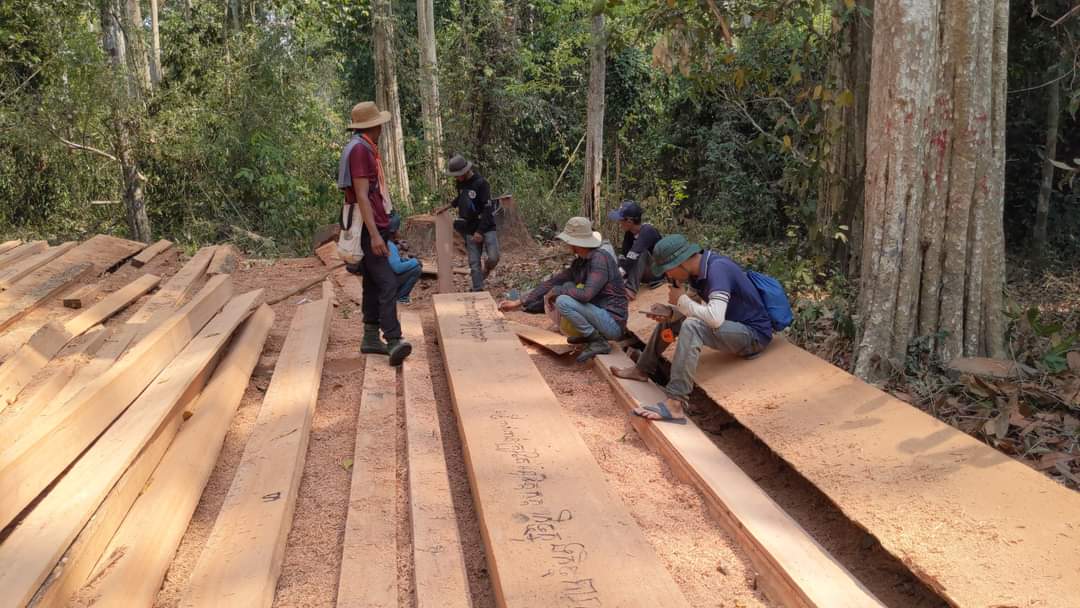 AlexHigginsroth's tweet photo. Between Mar 23-25 Koey indigenous community groups  found 198cases of illegal logging cases in Preah Roka wildlife sanctuary, #Preahvihea . 175 of plank woods, 27 of columns, 16 wide plank. The size of the cut tree is between 50 to 300 diameter. 
https://t.co/bo5JOUGBGL https://t.co/o9ArYR7t4e