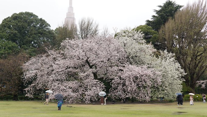 おまけに、言の葉の庭の聖地は立ち入り禁止になってた。ここが見たかったのに・・・#桜 #新宿御苑 