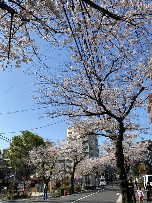 いい天気。東京の桜は葉桜になってきました。俺たちが！「レイトン教授と不思議な町」で謎解き実況配信 07 前半  より 