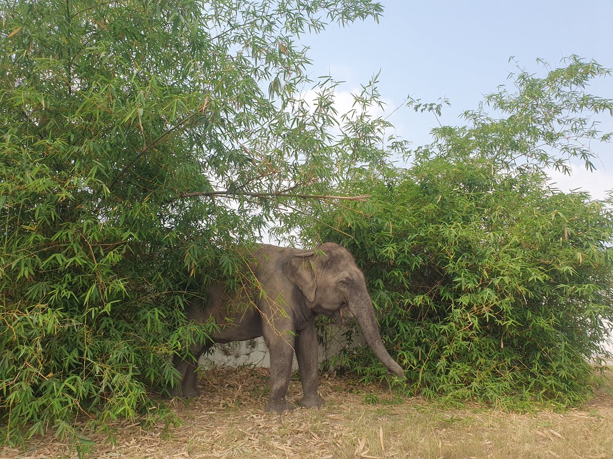 EwaElephantstay's tweet image. Nom nom. In bamboo heaven #elephant #elephantstay