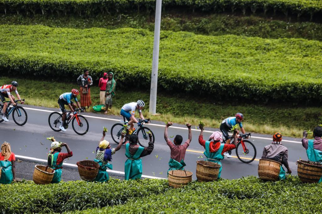 AwinoStephens's tweet image. Tea in Rwanda