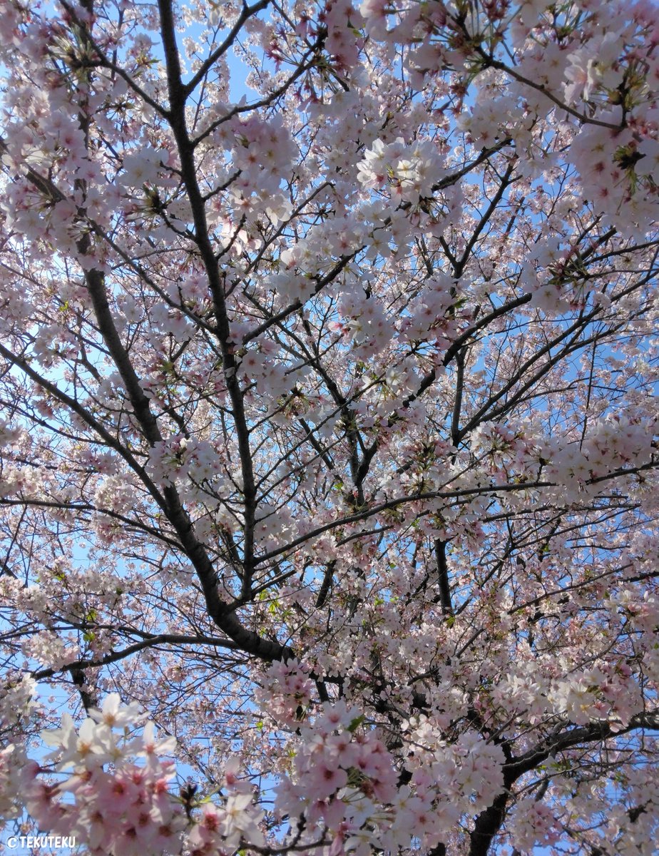「てくてく写真・今日の #ソメイヨシノ  #花写真 #キリトリセカイ #photo」|TEKUTEKUのイラスト