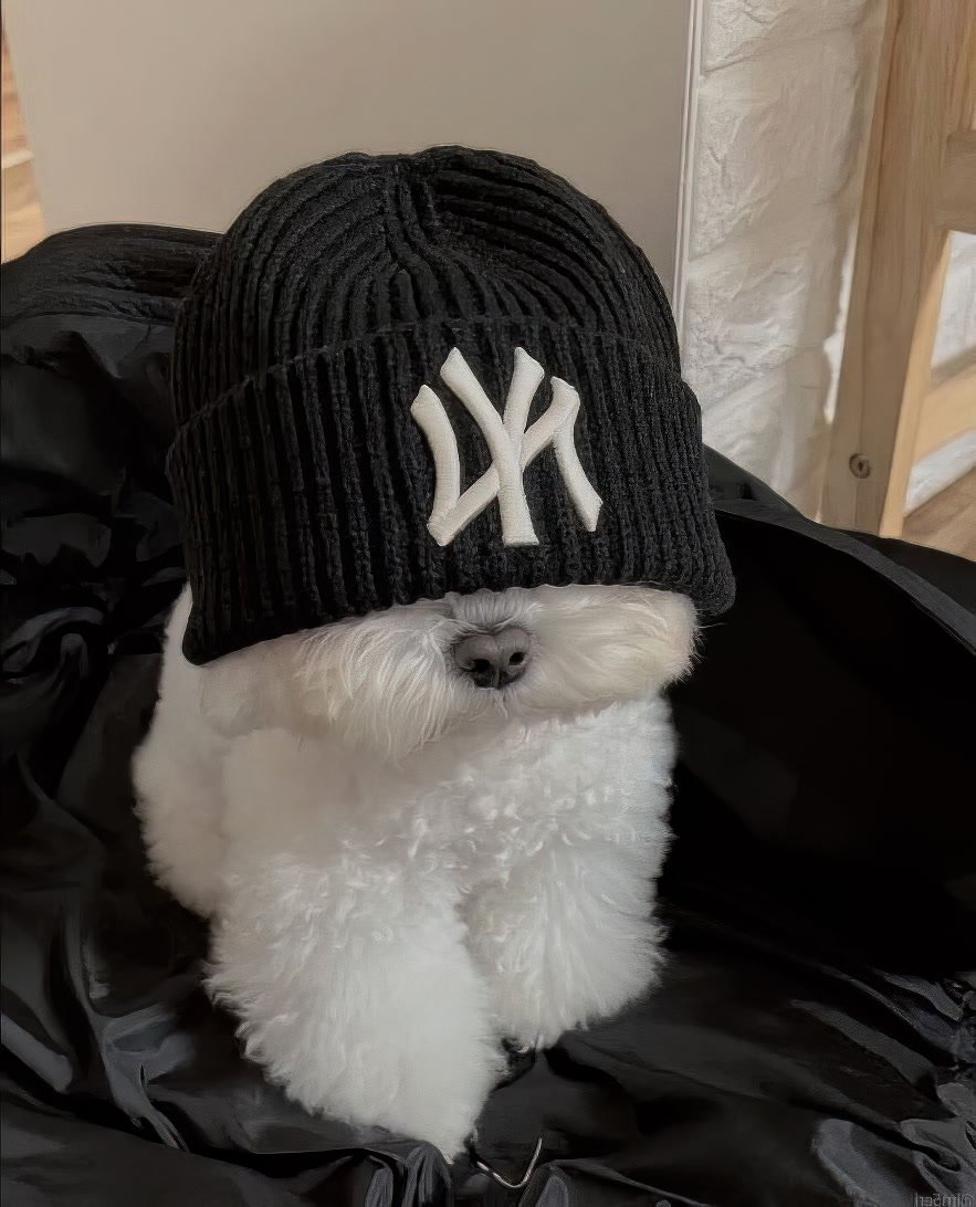 TikDog's tweet photo. 🤣🐶 https://t.co/7ZkZJpm58W ❤️🐾🥰

#DogsofTwittter #husky # ハスキー #dog #dogs #犬 #goldenretriever # 子犬 #Bulldog #ブルドッグ #chihuahua  #Corgi #Love #puppies  #puppies #Dogecoin #Dogsarefamily #GermanShepherd #huskytwitter #dogswithjobs #doggo #workingdog https://t.co/q34bN0DCqs