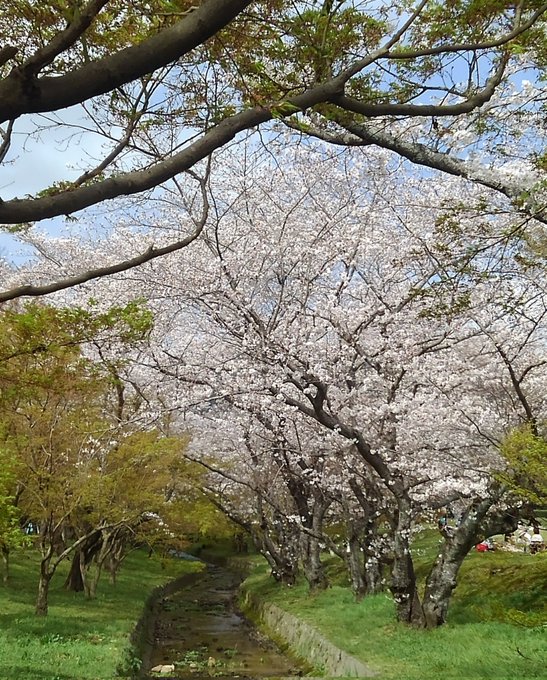 本日は本業の方で休日出勤です😳秒速5センチメートルで舞い落ちる桜吹雪を見れたので、取り敢えず良き！です😊 