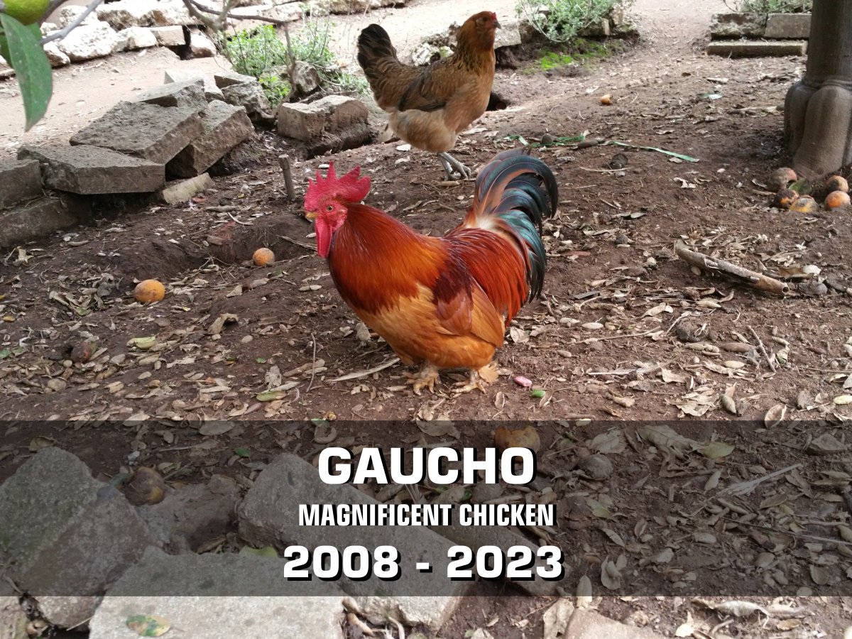 sagesacre's tweet photo. Sad news from the Acre today. Gaucho the Magnificent has passed at age 15. #backyardchickens #backyardflock #backyardpoultry #bantamchicken #bantamrooster #bantyrooster #cockofthewalk #mybackyard #rooster
https://t.co/T7c5XVNtWH https://t.co/ZOJoZts7OW