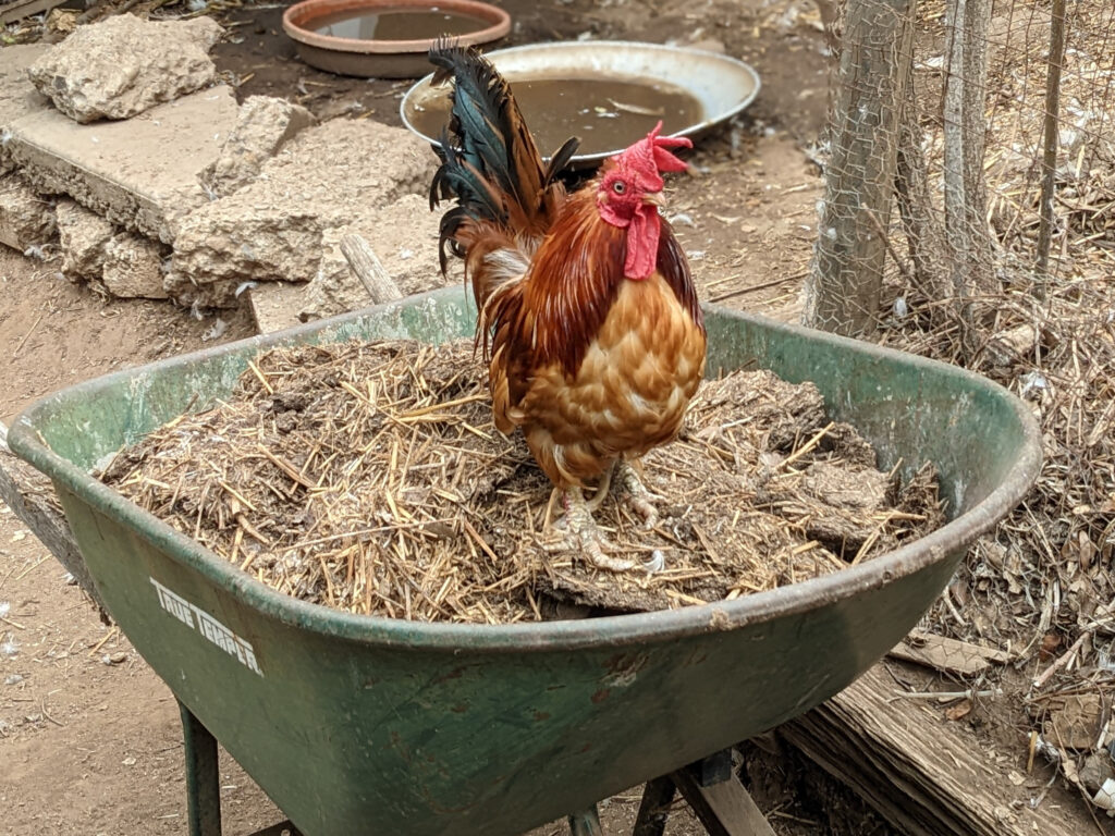 sagesacre's tweet photo. Sad news from the Acre today. Gaucho the Magnificent has passed at age 15. #backyardchickens #backyardflock #backyardpoultry #bantamchicken #bantamrooster #bantyrooster #cockofthewalk #mybackyard #rooster
https://t.co/T7c5XVNtWH https://t.co/ZOJoZts7OW