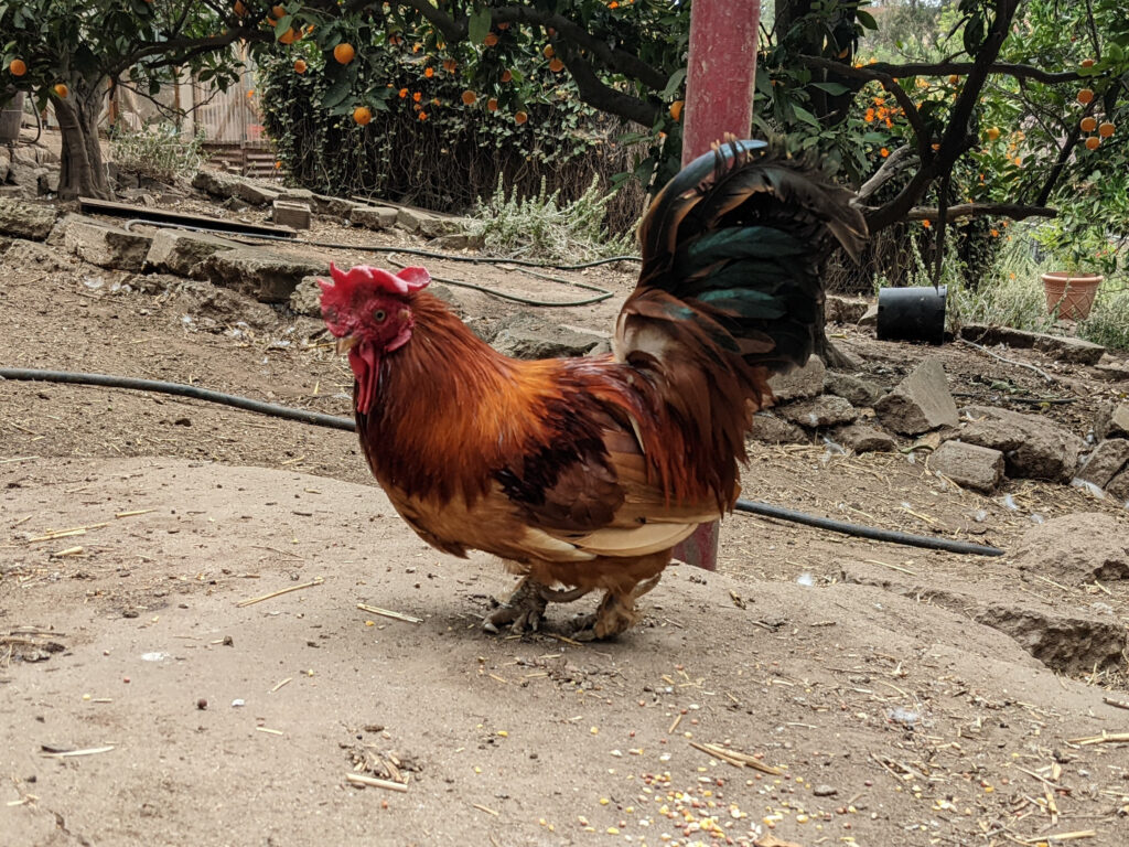 sagesacre's tweet photo. Sad news from the Acre today. Gaucho the Magnificent has passed at age 15. #backyardchickens #backyardflock #backyardpoultry #bantamchicken #bantamrooster #bantyrooster #cockofthewalk #mybackyard #rooster
https://t.co/T7c5XVNtWH https://t.co/ZOJoZts7OW