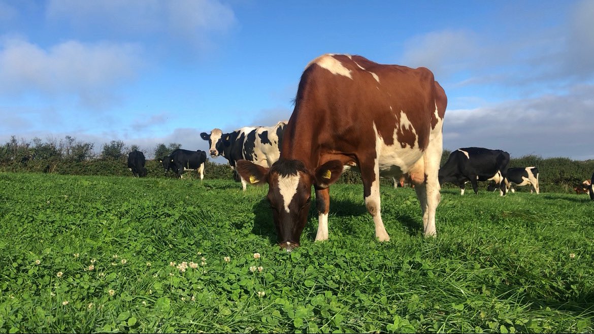 Trink Dairy tweet media