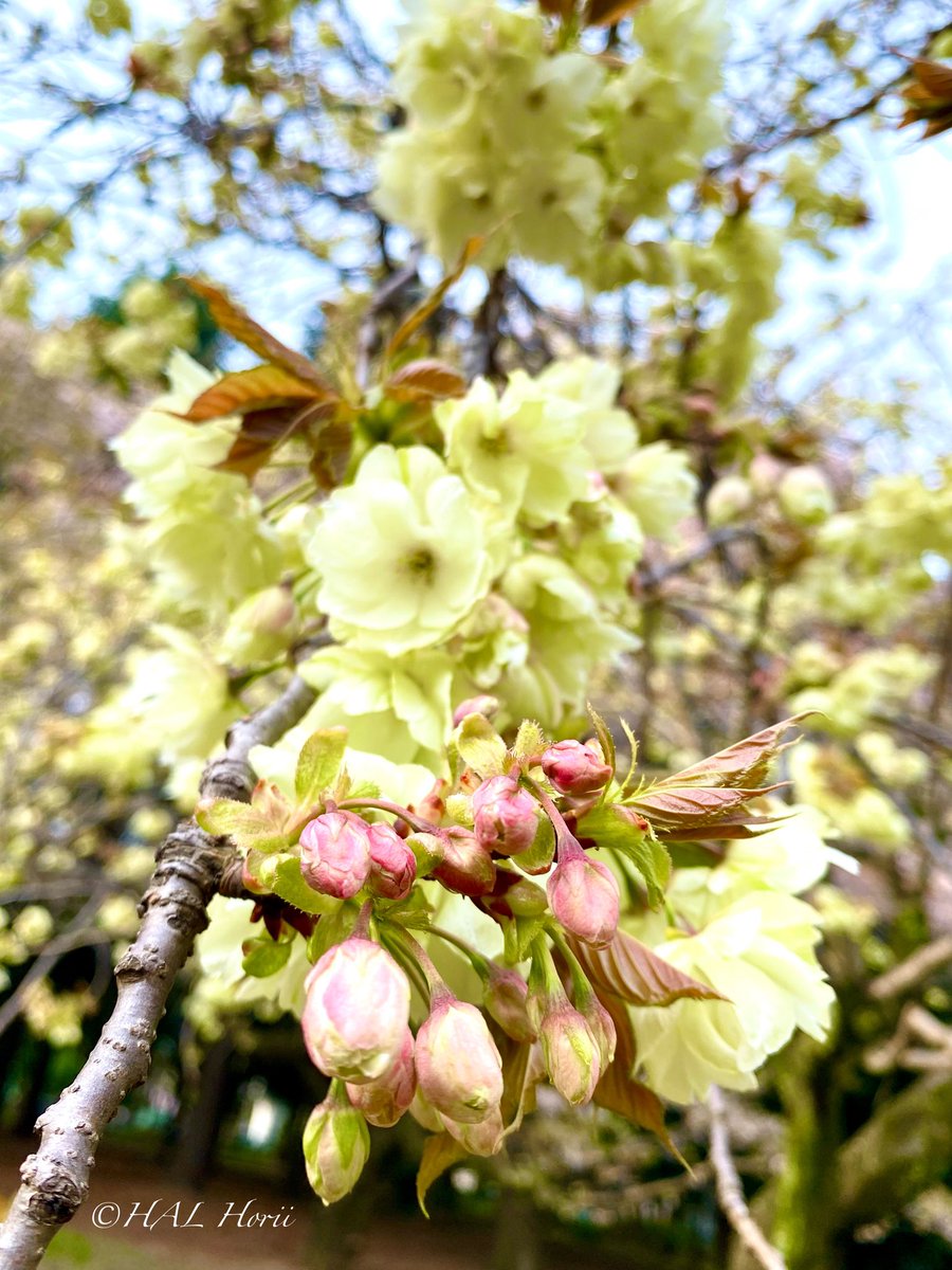HAL_Horii's tweet photo. うこん桜🌸緑の桜
#nature #flower
#NaturePhotograhpy #花 https://t.co/OBnWVM7g2a