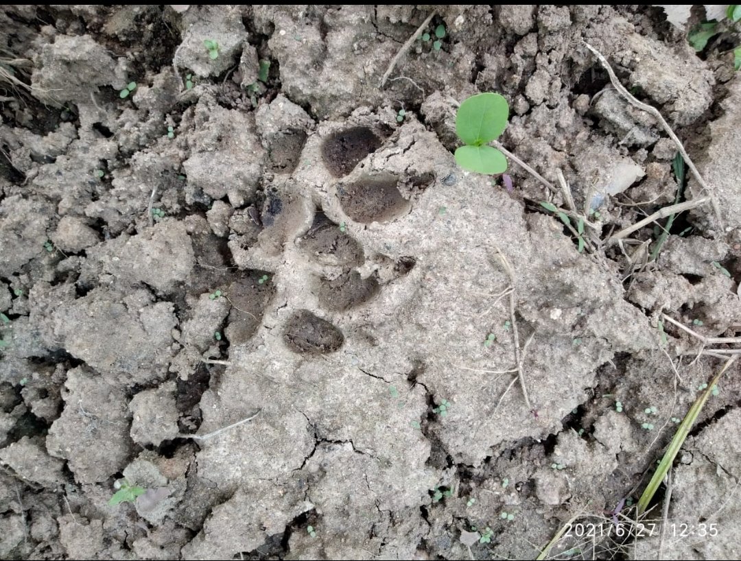 Punam Kerketta on Twitter "GUESS THE ANIMAL (Paw printsfrom my