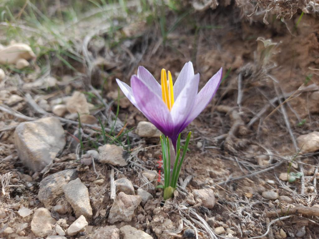 Crocus michelsonii Mashhad, Khorasan, Iran March 2023 Altitude: 1614 #wildplants #naturelover #NaturePhotograhpy #NatureBeauty