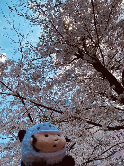 桜だコラさん 