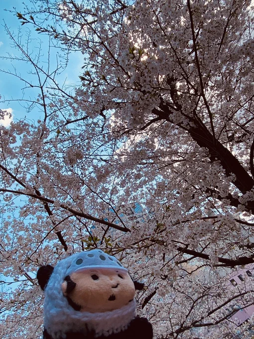 桜だコラさん 