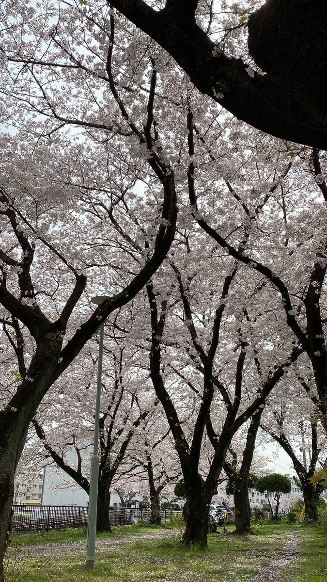 tree scenery outdoors grass cherry blossoms no humans fence  illustration images