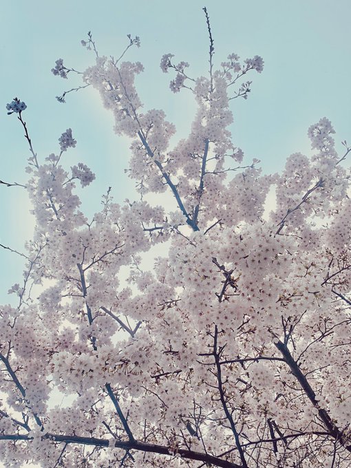 ねえ、桜の花の落ちるスピード秒速5センチメートルなんだって#キリトリノセカイ #photograghy 