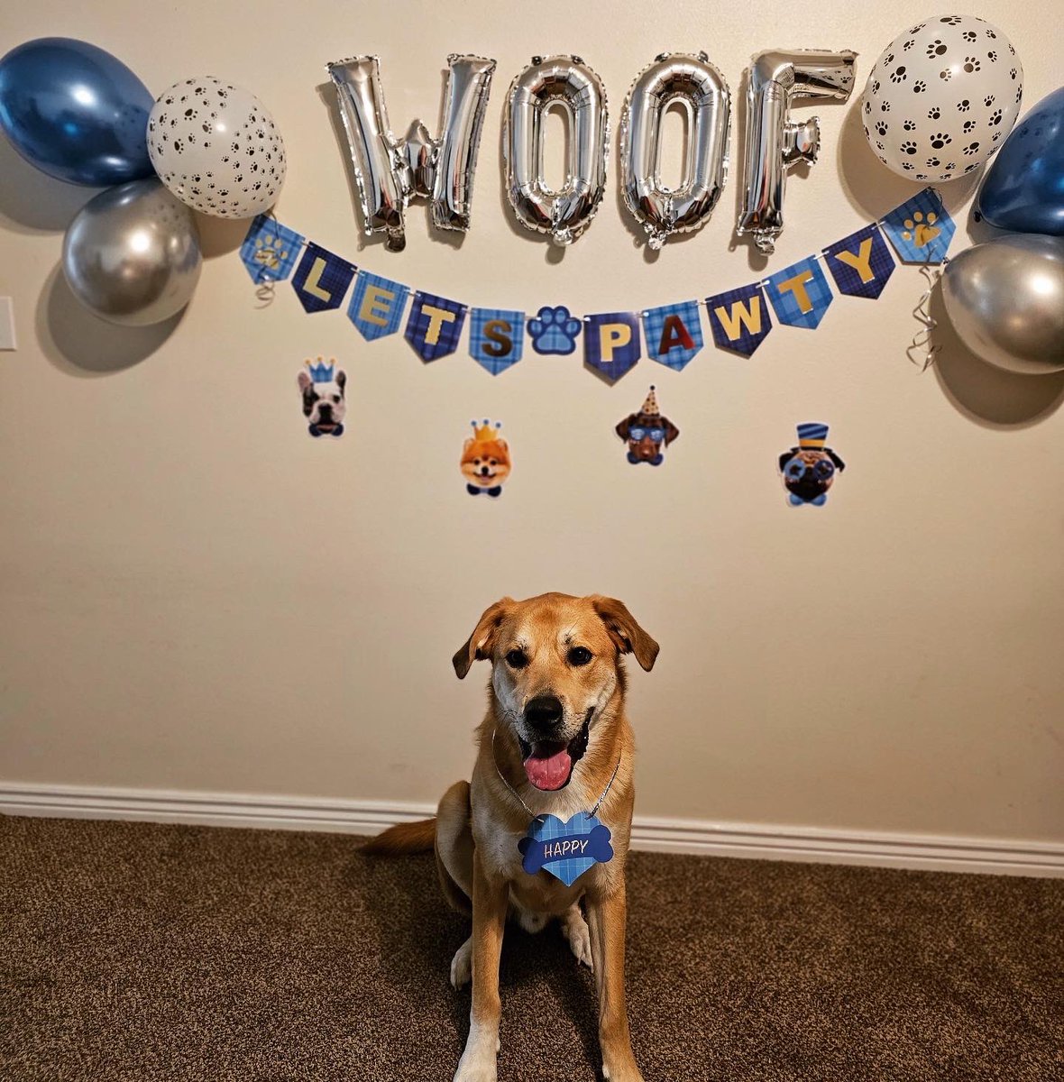 allisontee's tweet photo. Happy 3rd birthday to my baby boy Koda 🥹♥️🥳 https://t.co/2KuFeYCBQA