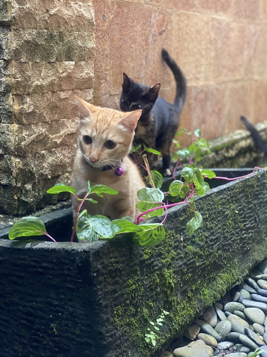 hawasurya's tweet photo. Latte si Kucing Oyen 😸 https://t.co/HXMveRXkwW