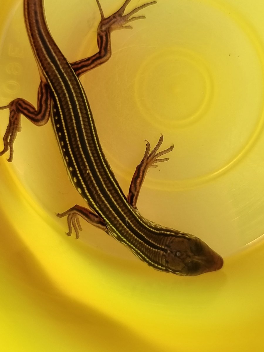 In the past, our bioblitz weekends have been challenged by covid restictions and the weather. But we persevere! We have beautiful coastline, white sandy beaches, subtropical rainforests, eucalyptus scrub, and Moreton Bay.

Come and join us!

#CitSciTC