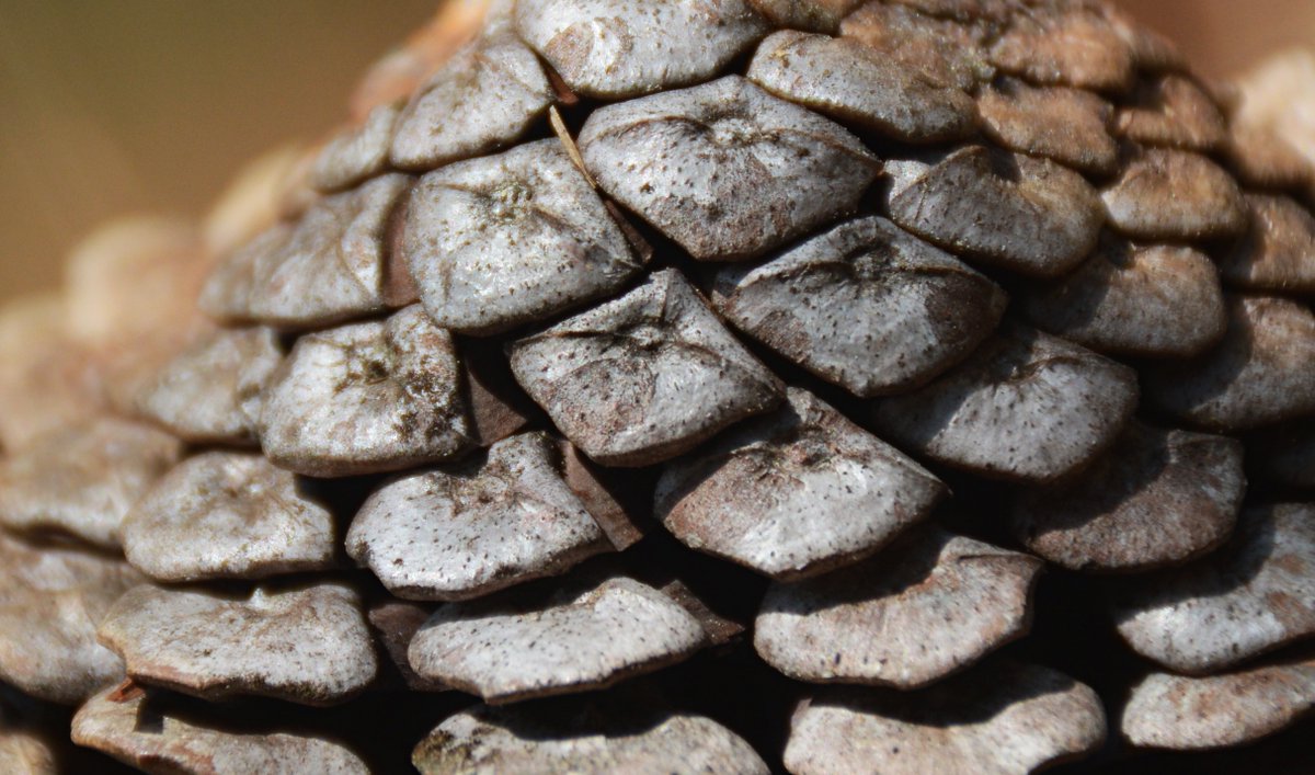 GreenhoodNepal's tweet photo. Excited to announce the discovery of a new pangolin species from our recent fieldwork; details and publication soon! Over a decade of hard work and what a thrilling find, many congratulations to our incredible researchers! #nepalpangolin #savepangolins https://t.co/J80KJgeOxn