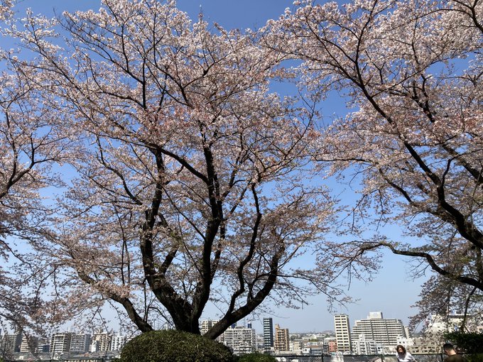 東京は最後の晴天の桜🌸と思って出かけました。ここは『耳をすませば』の聖地。セブンの珈琲、以前より薄くなった気がするけど、