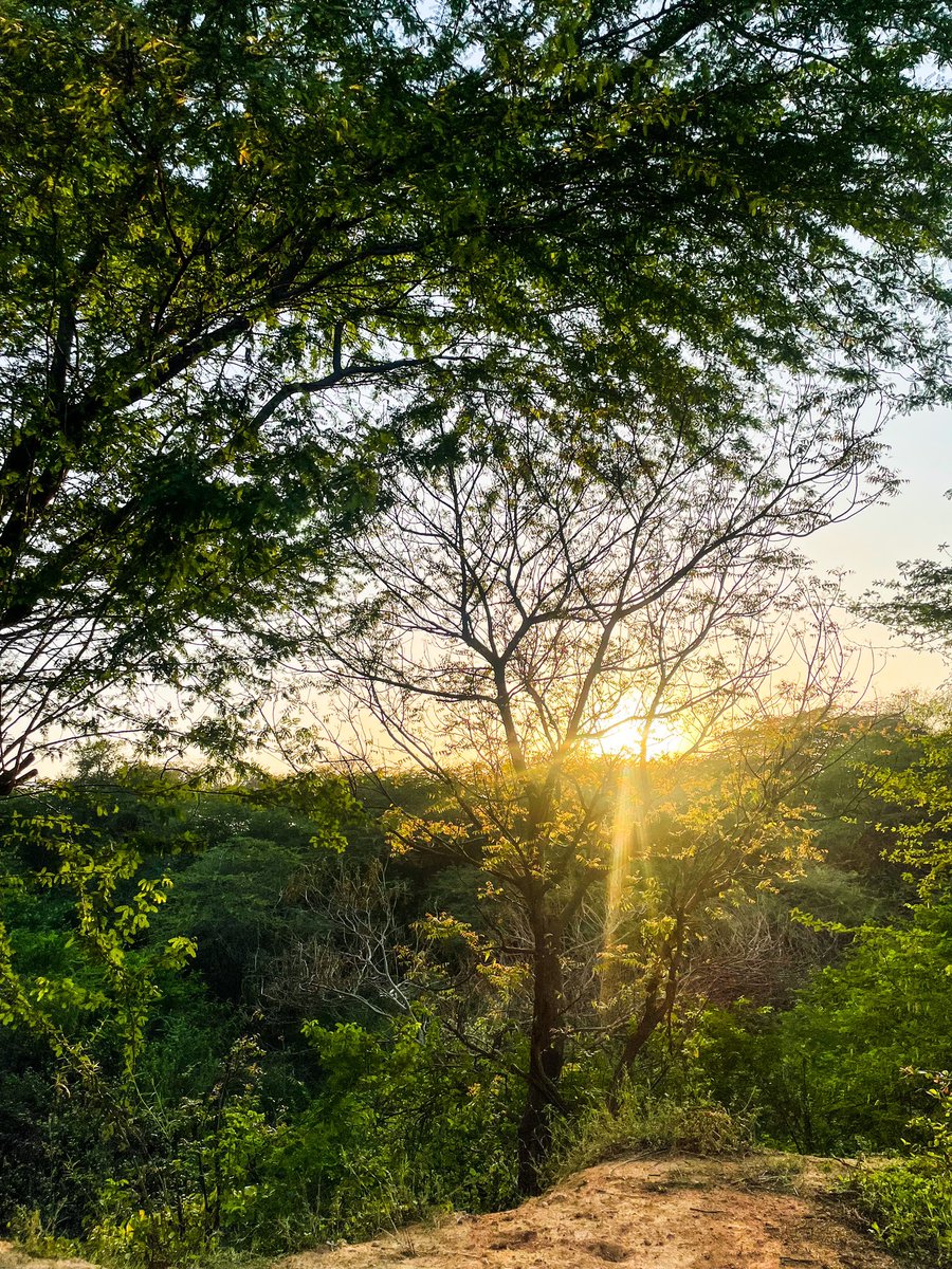 Suchirkl's tweet photo. #sunsets #Delhi #biodiversity #aravalli https://t.co/XdTkFAsZ8i