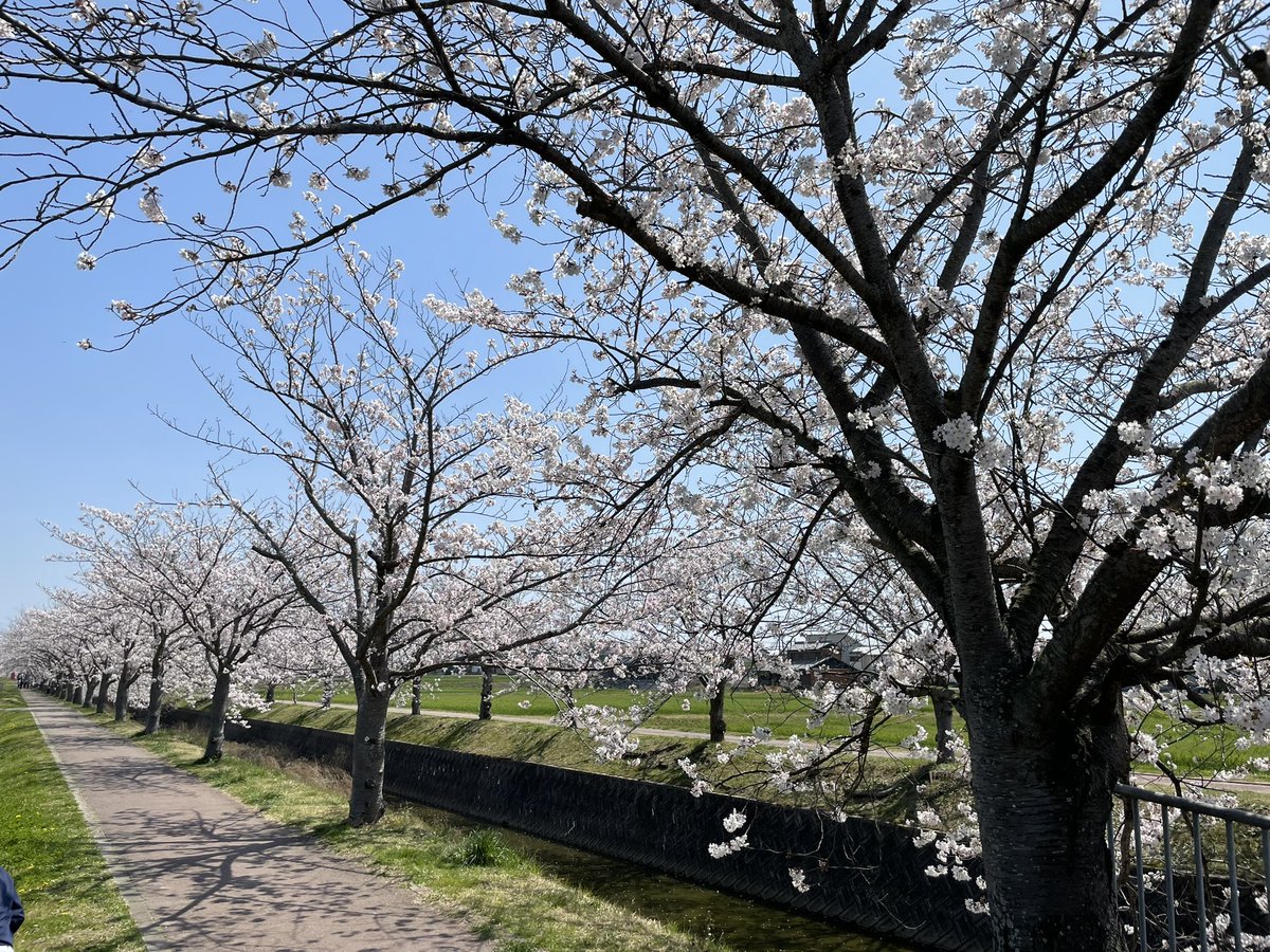 onishimedical's tweet photo. お久しぶりです！
兵庫県稲美町は晴れ☀️
桜が満開で��。
週明けからいよいよ新年度、さらにスムーズかつ迅速かつ丁寧な患者様受け入れが出来るよう努力してまいります✨
引き続きDMなどでの施設見学なども受付中です。
#企業公式が毎朝地元の天気を言い合う https://t.co/V1H6vEOtfn