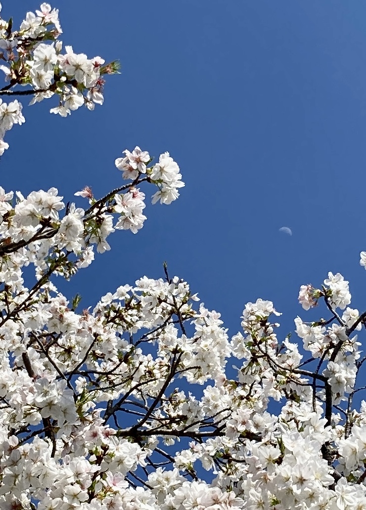 CE_co_ltd's tweet photo. 早めの開花でしたが、長く楽しめていますね🌸
ハードウェア開発等にワクワクして取り組み中🧰新しい年度もよろしくお願いいたします。
月が写り込んでいて・・・ステキな一枚が撮れました🌒 https://t.co/mgOmZajxpp