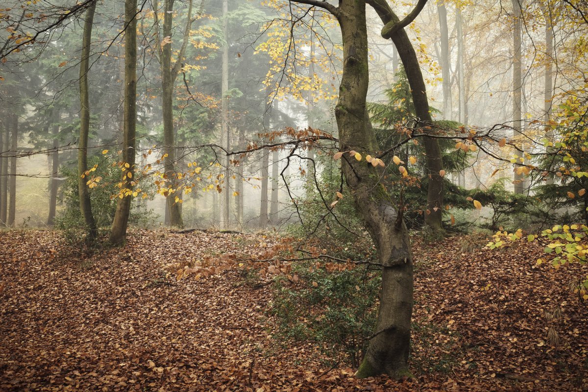 Curvy action on the slope of Grimms Ditch, the ancient earthwork that runs through Barnes's Grove, Buckinghamshire. #Trees #Chilterns #NaturePhotography <a href="/ThePhotoHour/">#ThePhotoHour</a>