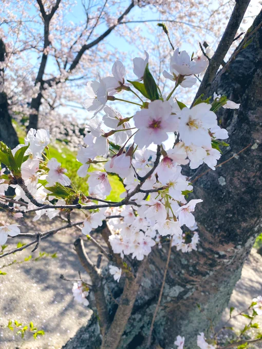 お花見 