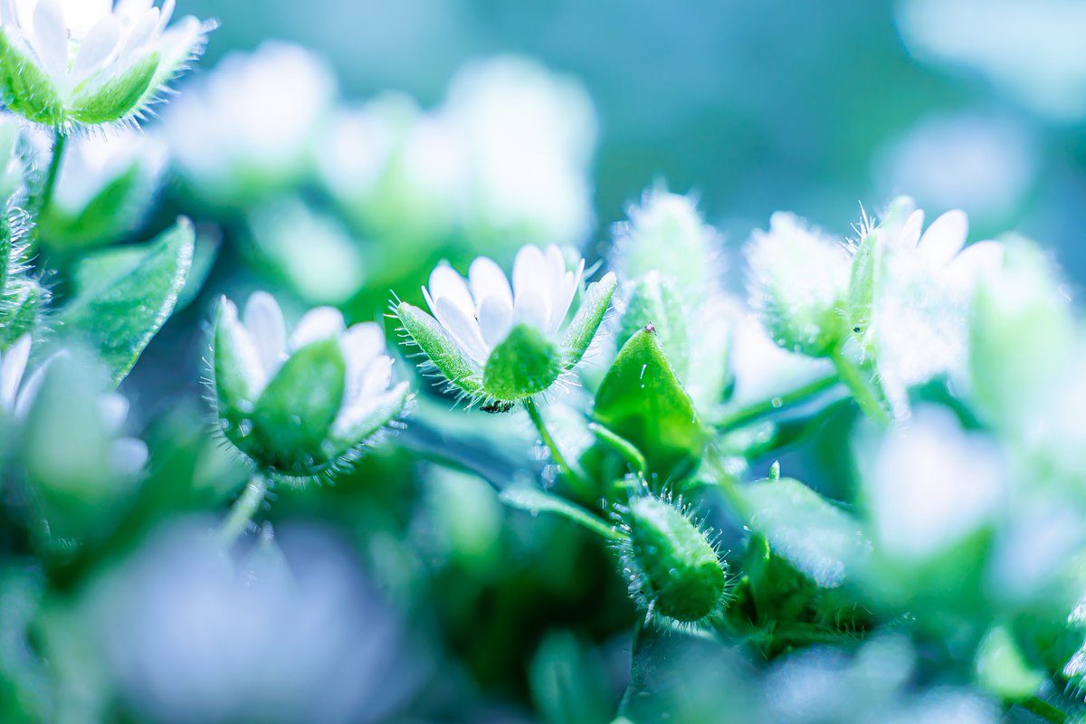 rin_photography's tweet photo. 小さな小さなハコベの花

EOS R6m2
AUTO RIKENON 1:1.7 f=50mm
EXTENSION TUBE 12mm+20mm+36mm

#オールドレンズ
#写真好きな人と繋がりたい https://t.co/TBWZ52Se9D