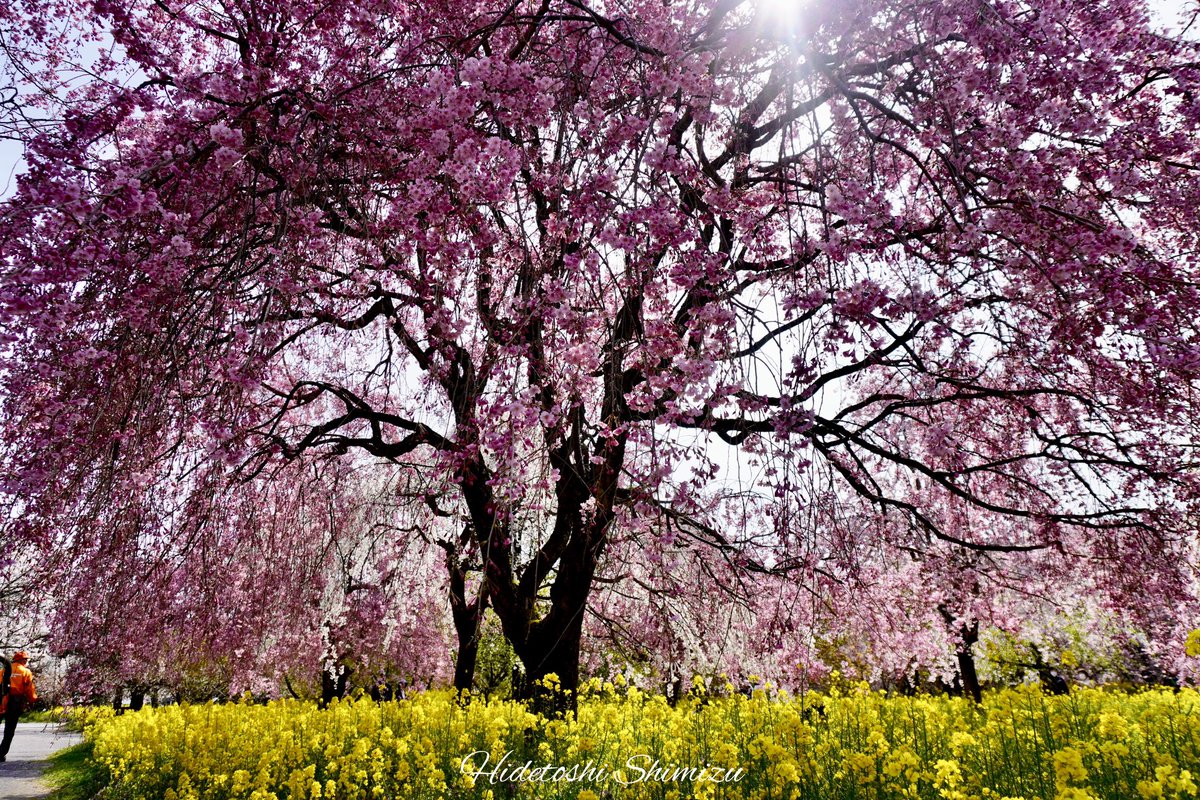 vertigo1337's tweet photo. Hello April 

#sakura日和 https://t.co/GiIN9Uip7q