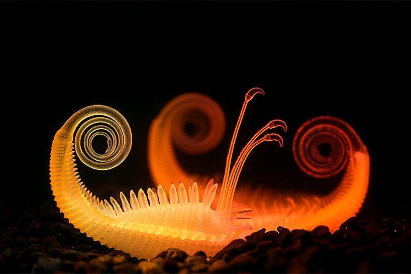 maximaxoo's tweet photo. #Tech #Art: ‘#hydrophytes’, futuristic #aquatic #plants created with multi-material #3Dprinting. explores the #choreography of movement
https://t.co/vBGmwOITN5 via @DesignBoom https://t.co/kgN2L09l1t