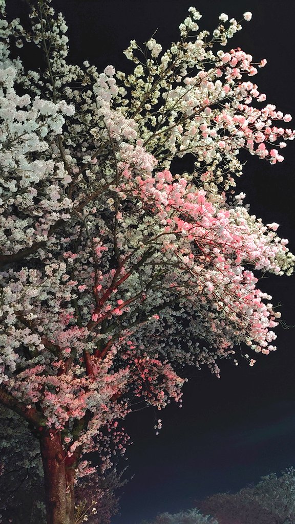 TA01DC1's tweet photo. 桜も散り始めたね🌸
信号機のすぐそばにある桜。
信号が赤になれば赤く染まり、青になれば青く染まる。
#夜桜 https://t.co/VEgrHg0USr