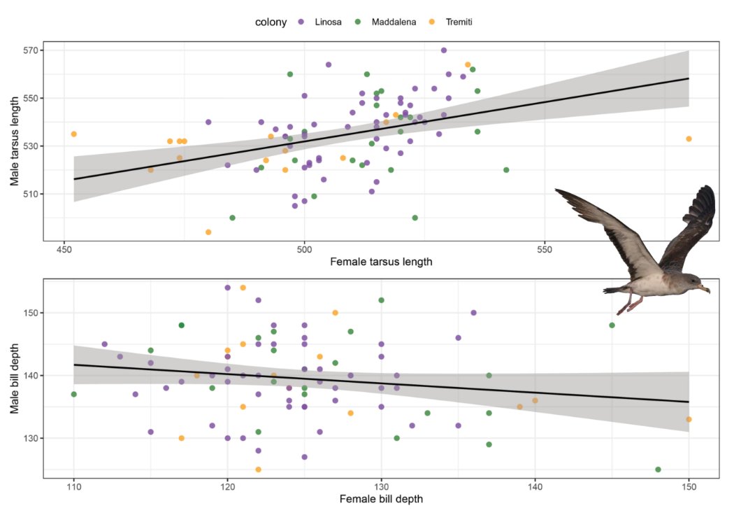 Should your perfect soul mate be more similar or dissimilar to you? 💕
.
. 
We tried to understand how do Scopoli's shearwater choose theirs mate  
.
.
if you would like to know more, tap the link:    

link.springer.com/article/10.100…
 
We hope you will enjoy reading our new paper :)