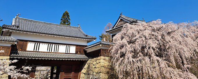 今日は上田城千本桜まつり🌸に行ってきました！✨御朱印・御城印もゲット出来て満足です(*´꒳`*)ﾎｸﾎｸ個人的には、戦国