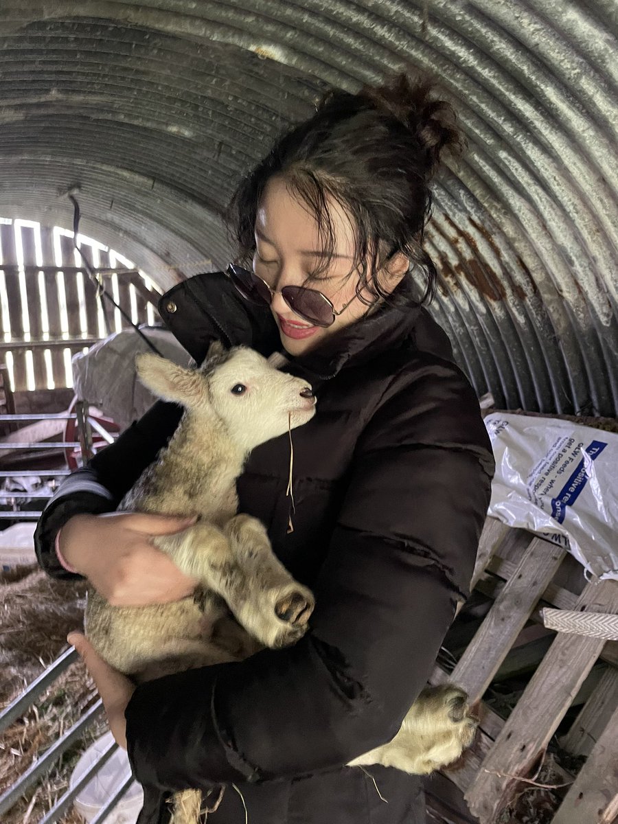 Chinese artist Feixue falls in love with our new lamb and calls it Mie Mie 咩咩