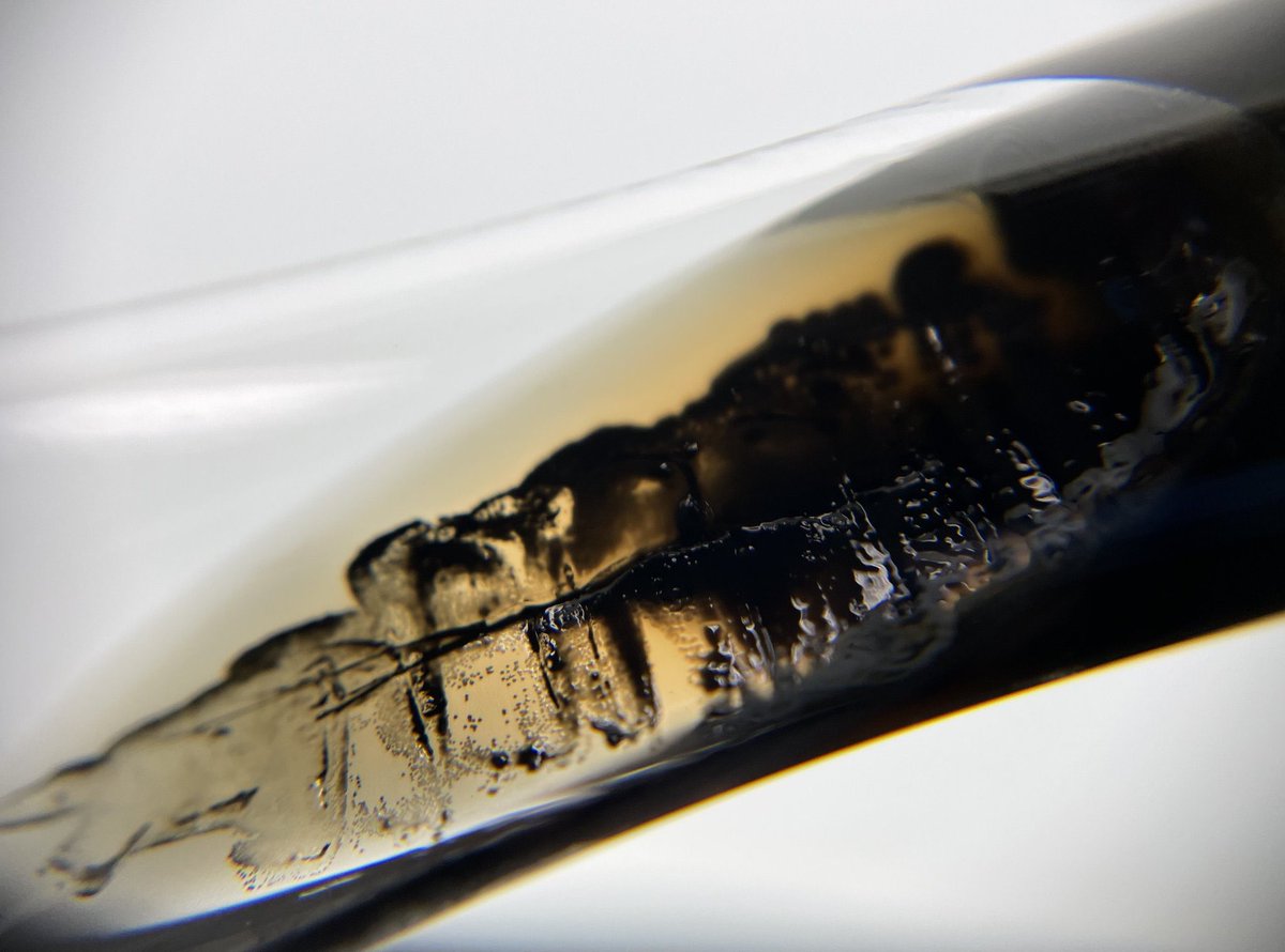 Black Microbiology...🐜🐜🐜