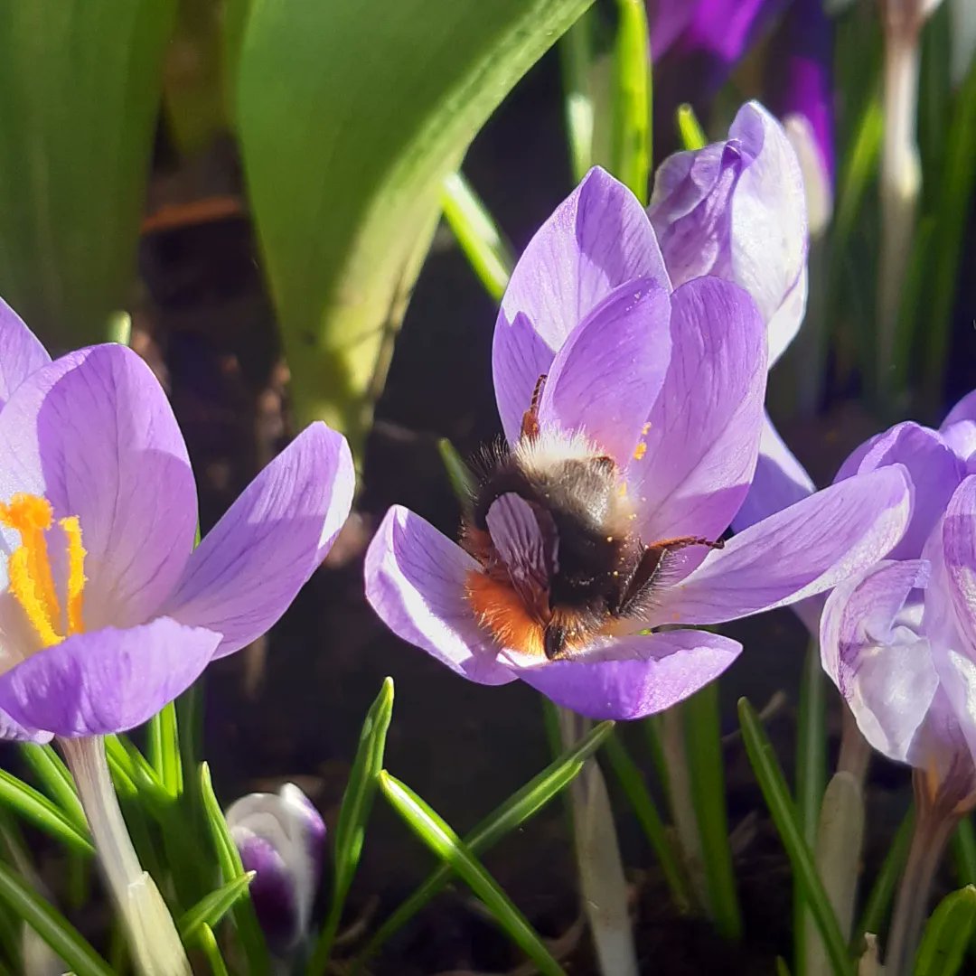 LOOK at the happy feet! 
Spring has sprung, at long last!
🌱🌱🌱🌱
#bumblebee #bbcspringwatch #spring