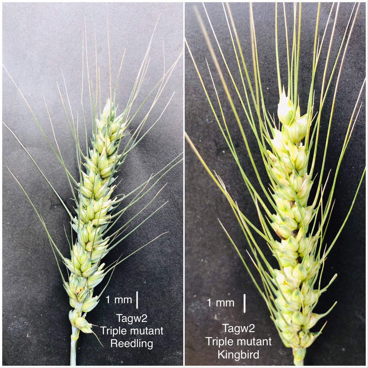 Jawad Awan (@jawad_awan) on Twitter photo The impact of single mutant gene in wheat. These EMS mutant lines are performing remarkably under our current climatic conditions. A big thanks to Dr. <a href="/CristobalUauy/">Cristobal Uauy</a> for providing the germplasm. We have also tried to integrate it into our breeding program as well. 🙌🏻 The impact of single mutant gene in wheat. These EMS mutant lines are performing remarkably under our current climatic conditions. A big thanks to Dr. <a href="/CristobalUauy/">Cristobal Uauy</a> for providing the germplasm. We have also tried to integrate it into our breeding program as well. 🙌🏻