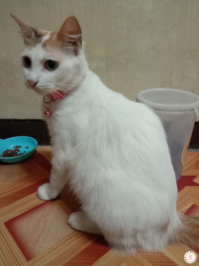 🐛 Ada yg mau adopsi Milli? Ini kucingku dulu yg udh diadopt org tp orgnya ga tanggung jawab, dan terancan diterlantarkan 😭 dom bandung. Betina btw