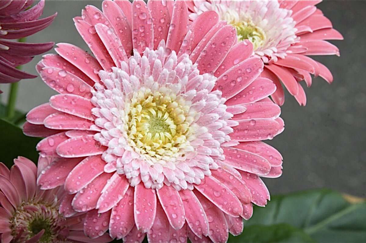 Gerbera Garvinea 🌸 “Sweet Memories” Considered to be the crème de la crème… welcome to April everyone!!!