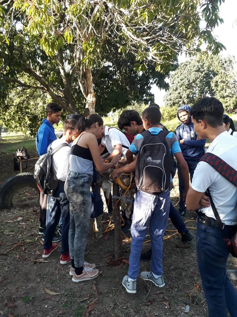 Desde la disciplina de Actividades Manuales Agropecuarias (AMA), nuestros educandos desarrollan habilidades, en este caso, el enyugue de bueyes.
#EducacionSanctiSpiritus
#CubaMined
#SanctiSpiritusEnMarcha
#enseñanzatecnicaprofesional
<a href="/CubaMined/">MINED</a> 
<a href="/YoslaineLago/">Yoslaine Lago Franci</a> 
@EnriqueMaiquel