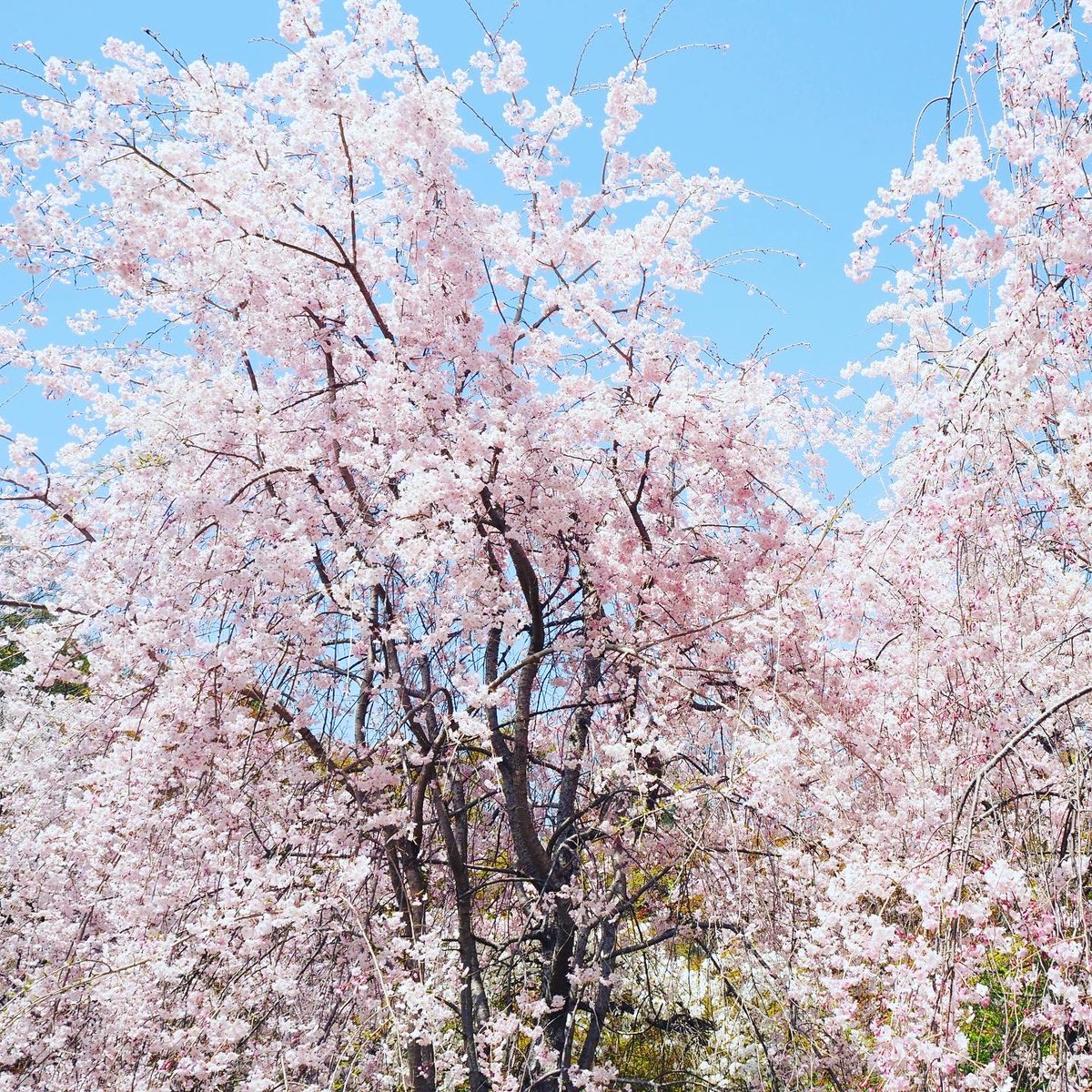 tree sky cherry blossoms no humans outdoors blue sky scenery  illustration images