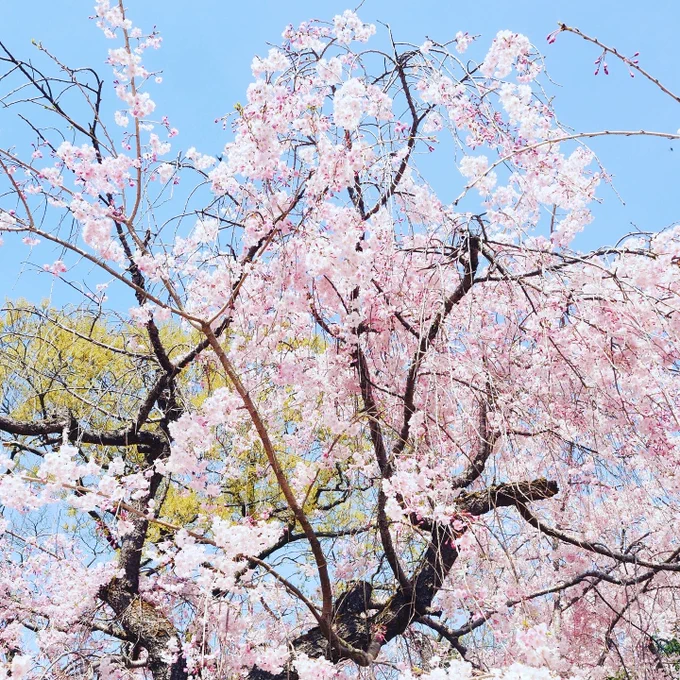 春爛漫。晴れててあったかくて最高のお花見日和でした。 
