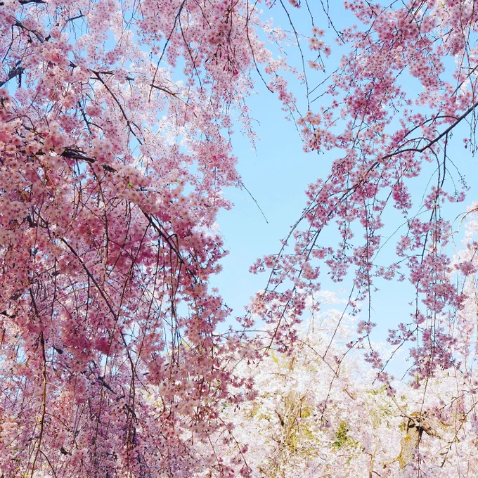 春爛漫。晴れててあったかくて最高のお花見日和でした。 