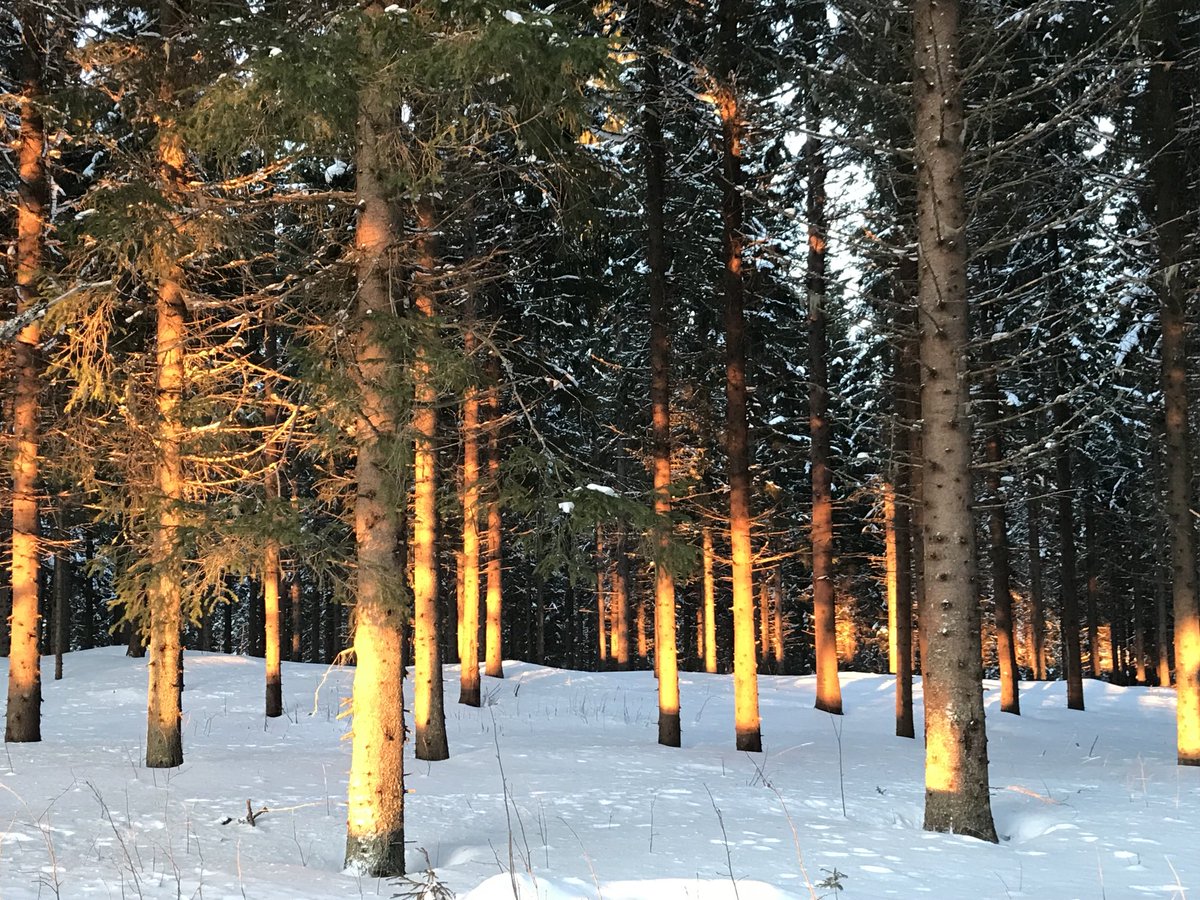 EilamariaL's tweet photo. Nämä vanhaan laidunpeltoon istutetut puut saavat auringon valosta kauniin hohteen runkoihinsa☀️ Nautin - nautintonsa kullakin ☀️ #nautinnot #aurinko #puusto #kevät #elämä https://t.co/e96S48Lg68