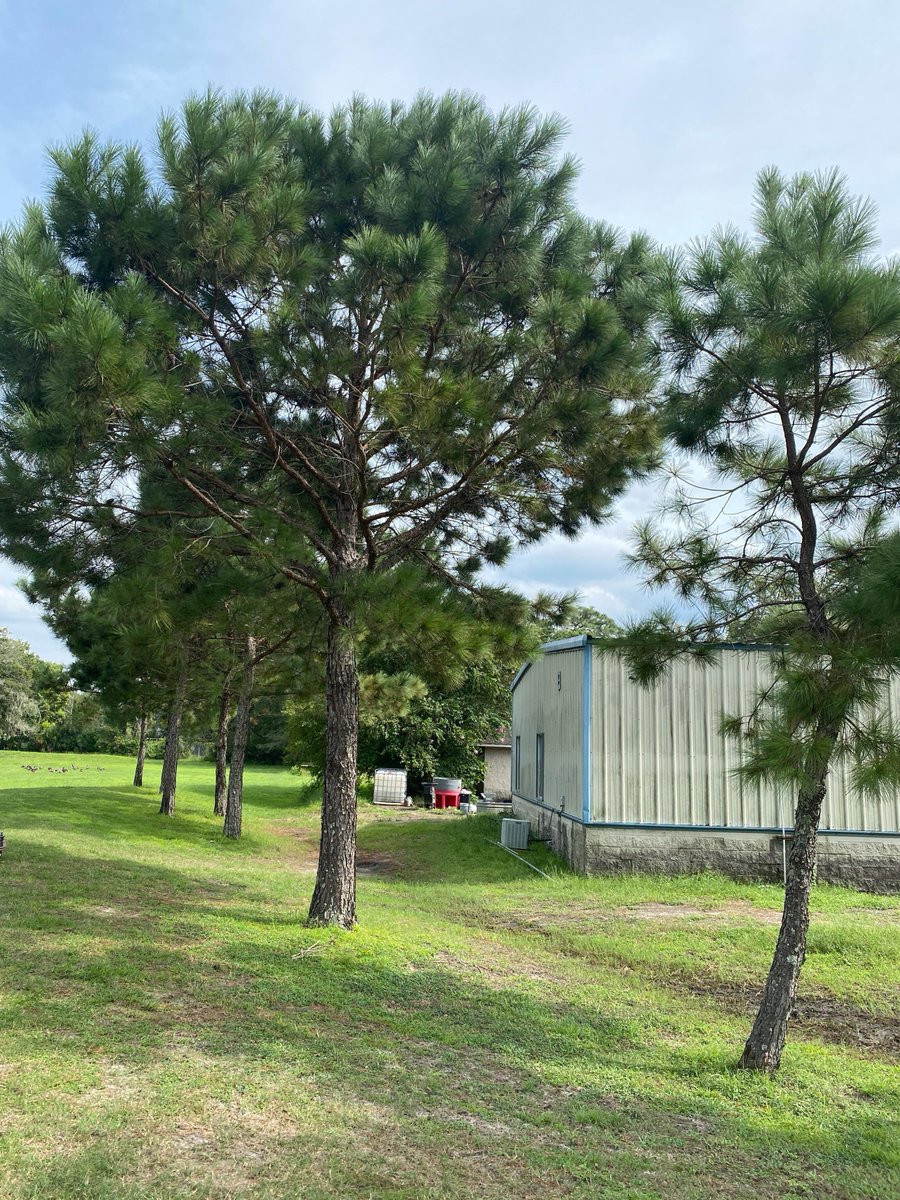 greenscapeofjax's tweet photo. It's planting day! We are thrilled with how well the trees we planted 10 years ago are doing #BrentwoodGolfCourse and look forward to planting more today with sponsor @CHEP @jaxparks @CityofJax @arborday
#WeDigTrees #UrbanForest #TeamWork https://t.co/MotSFkDf4i