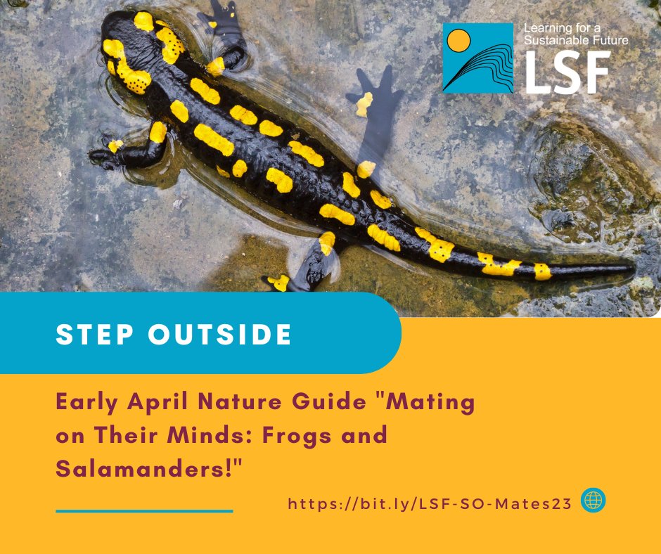LSF_LST's tweet image. Did you know frogs go courtin' in Early April? Check out our latest #StepOutside Nature Guide "Mating on Their Minds: Frogs and Salamanders!" for more natural events near you!

bit.ly/LSF-SO-Mates23