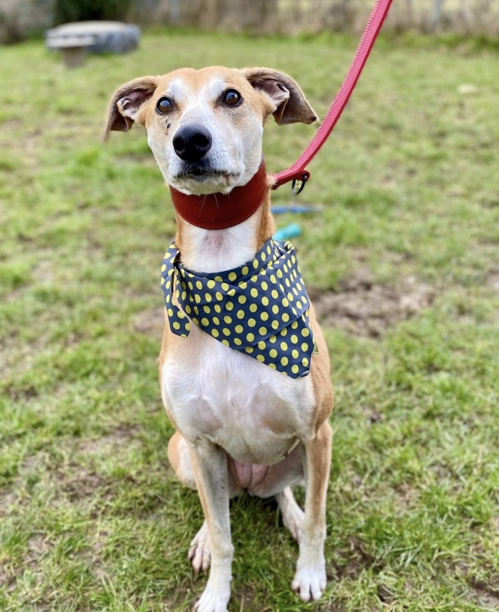 Yesterday I met Amber who has been in the sanctuary since November 2021 and is really having a hard time not having a forever family. I got to take her on a little shopping spree so she felt loved with a new bed, toys and pigs ears- can you help get her adopted? <a href="/FerneAnimalSanc/">Ferne Animal Sanctuary</a>