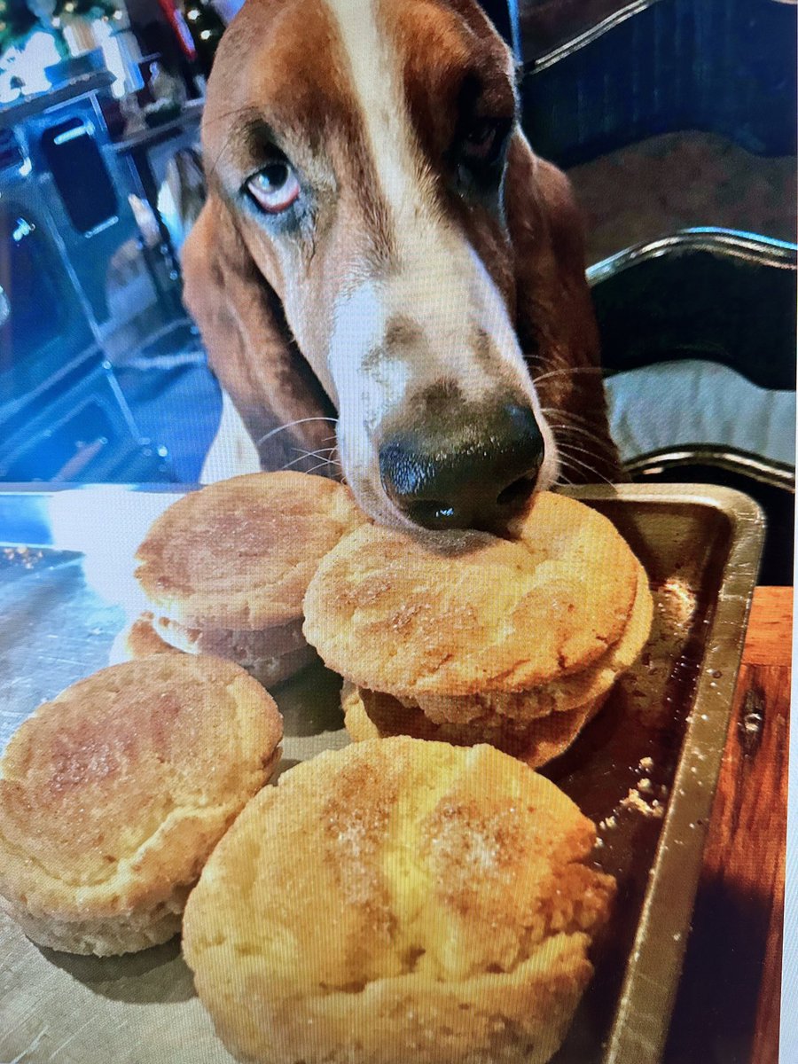 Mockler Bassets tweet media